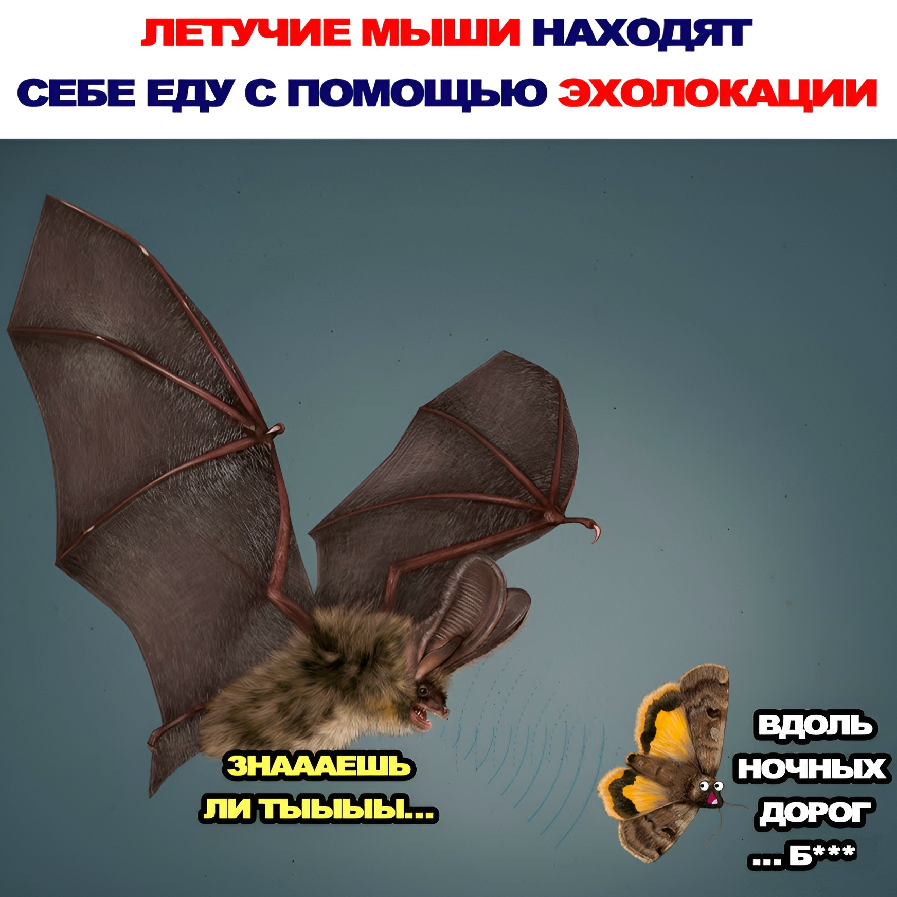 Как у летучих мышей появилась эхолокация.Давным‑д…