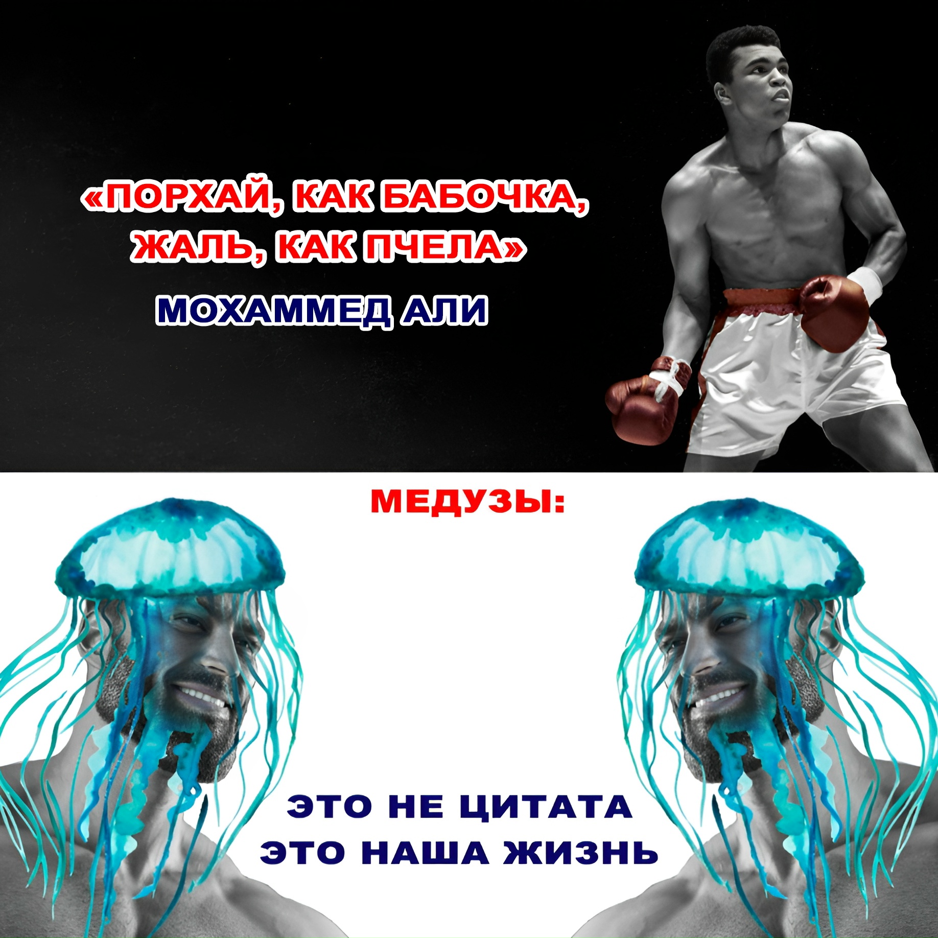 Как и когда появились медузы.Учёные считают, что …