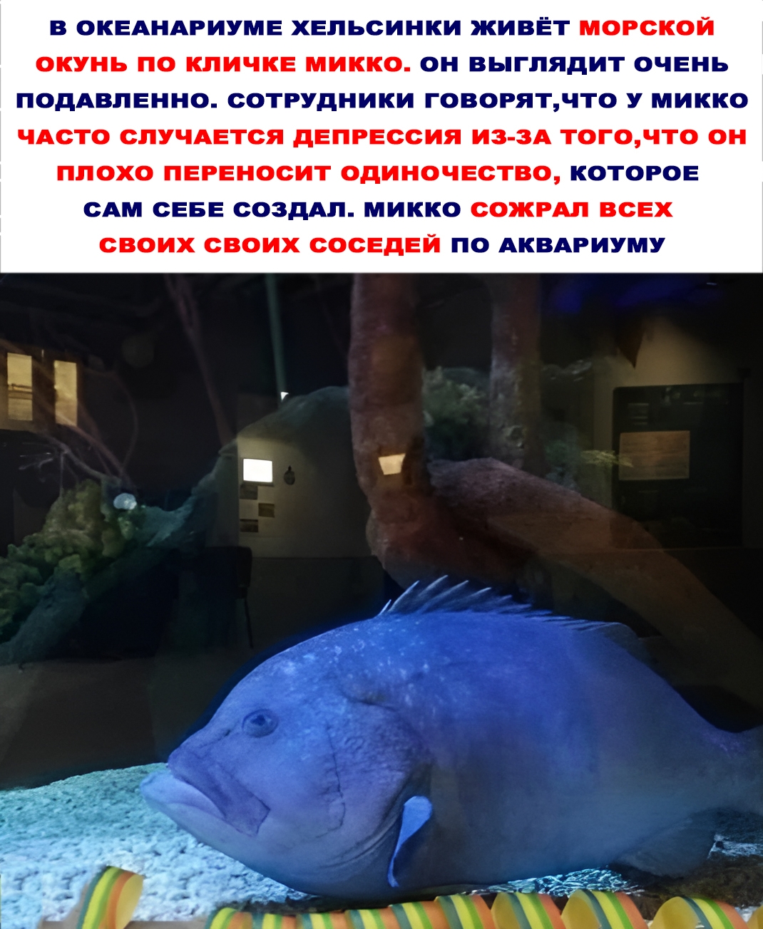 Зачем морской окунь ест других рыб.Он хищник, и э…