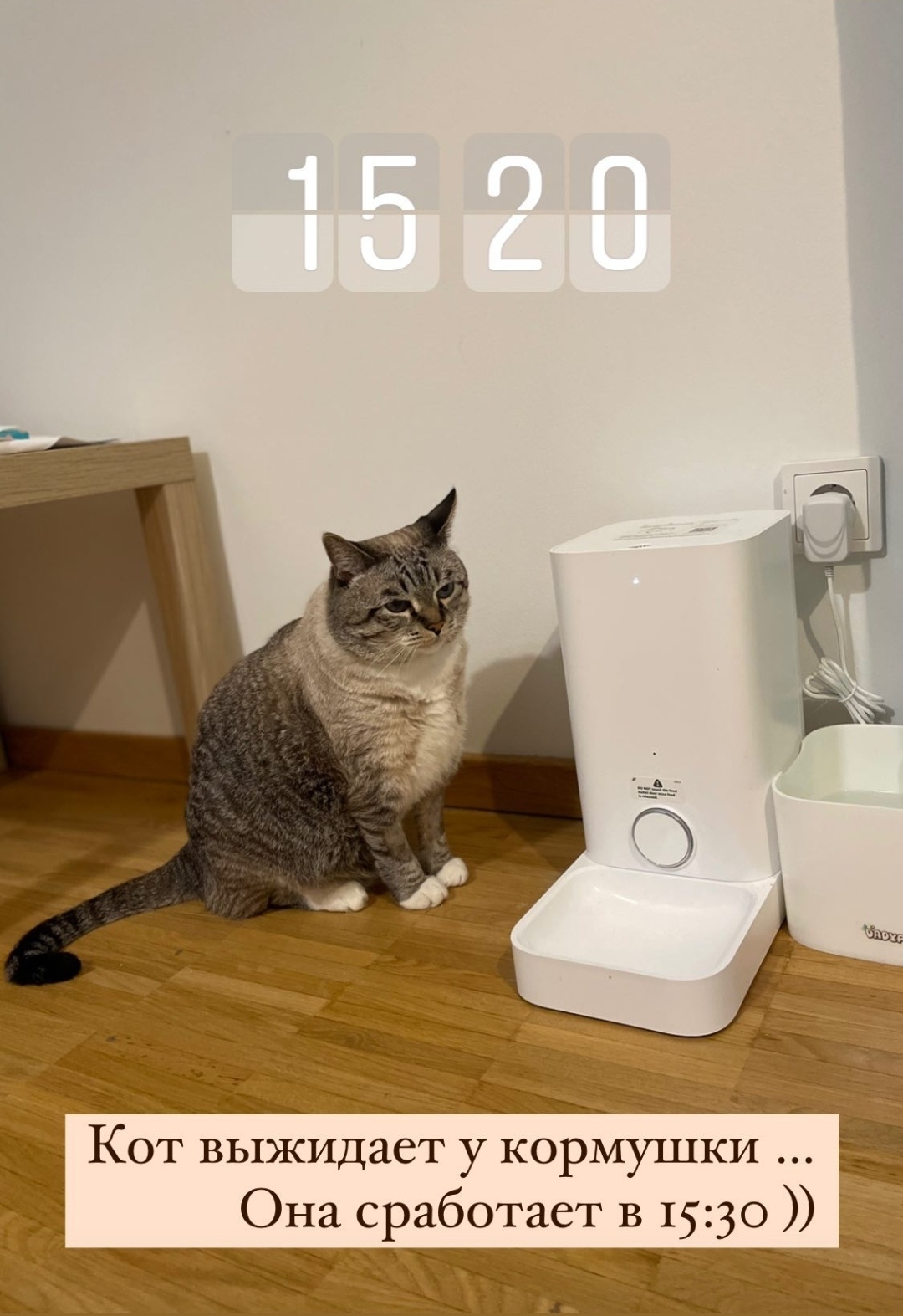 Kота сестры посадили на диету и настроили автокор…