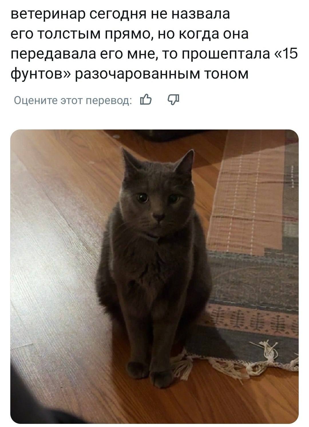 Он выглядит так, будто понял всё что о нём говори…