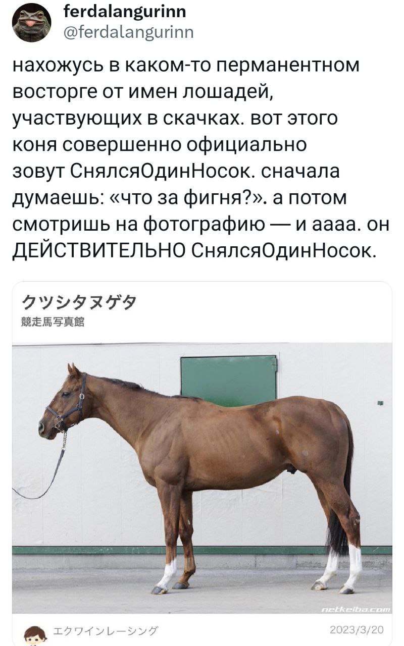 Искусство нейминга у лошадей