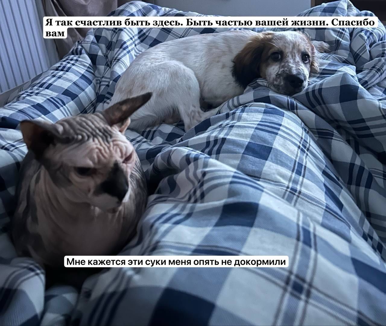 Разница между собакой и котом в доме