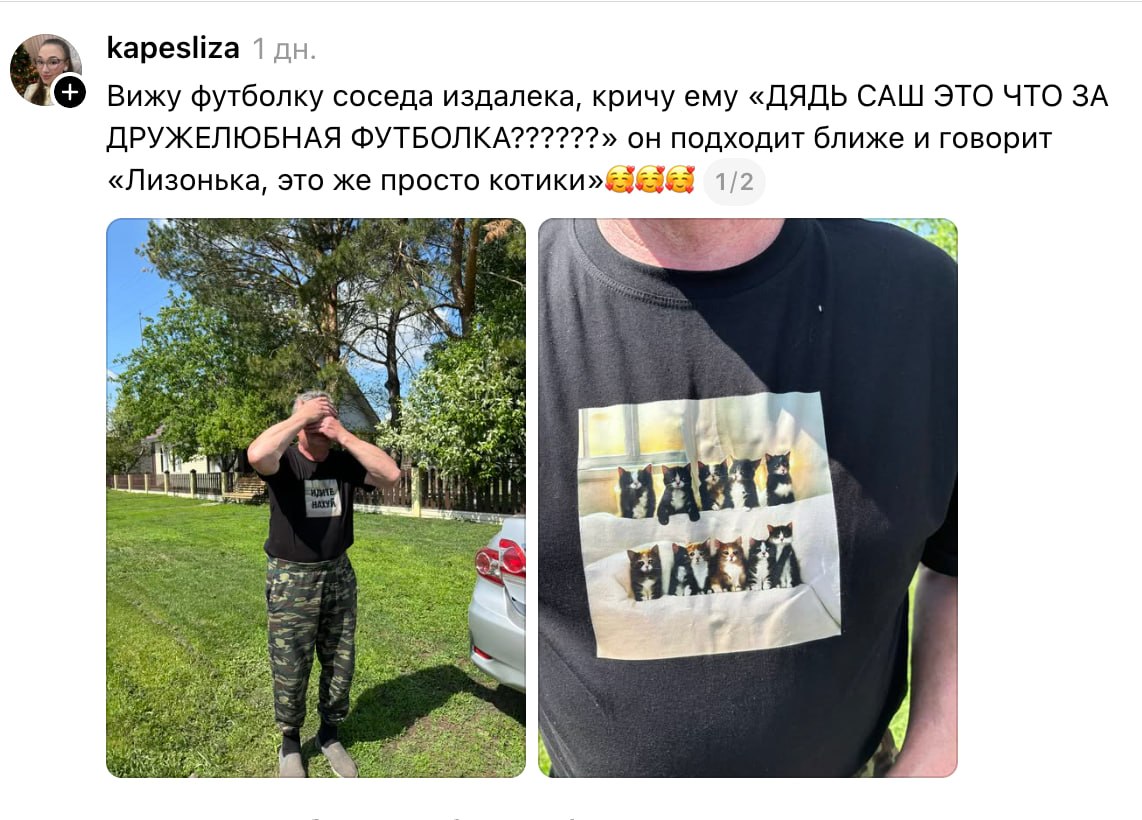 Просто котики