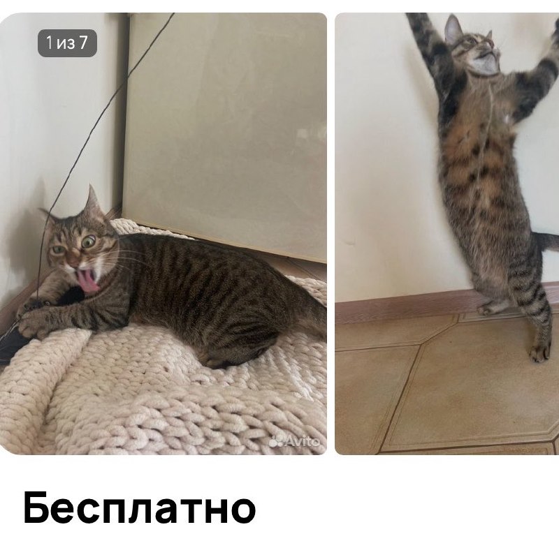 Ещё никогда халява не была такой заманчивой