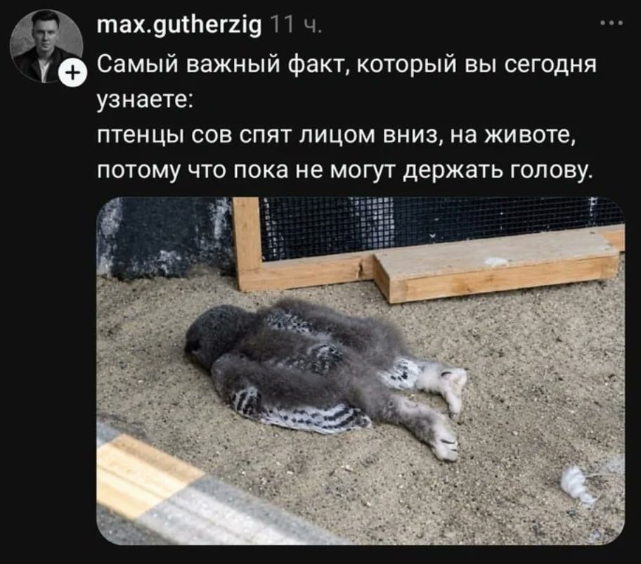 Я птенец совы